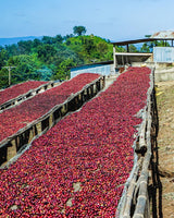 Ethiopia Kayon Mountain Farm - Natural Process