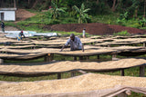 Burundi Businde Washing Station