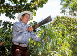 Guatemala Los Dos Socios